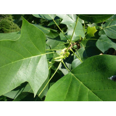 Тюльпанове дерево Фастігіатум | Liriodendron tulipifera Fastigiatum | Тюльпанное дерево Фастигиатум