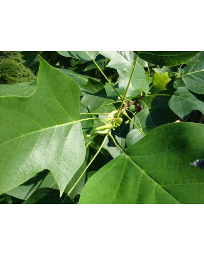 Тюльпанове дерево Фастігіатум | Liriodendron tulipifera Fastigiatum | Тюльпанное дерево Фастигиатум