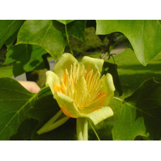Тюльпанове дерево Фастігіатум | Liriodendron tulipifera Fastigiatum | Тюльпанное дерево Фастигиатум