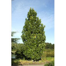 Тюльпанове дерево Фастігіатум | Liriodendron tulipifera Fastigiatum | Тюльпанное дерево Фастигиатум