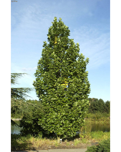 Тюльпанове дерево Фастігіатум | Liriodendron tulipifera Fastigiatum | Тюльпанное дерево Фастигиатум