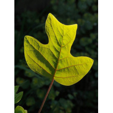 Тюльпанове дерево Фастігіатум | Liriodendron tulipifera Fastigiatum | Тюльпанное дерево Фастигиатум