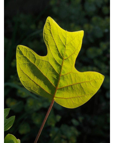 Тюльпанове дерево Фастігіатум | Liriodendron tulipifera Fastigiatum | Тюльпанное дерево Фастигиатум