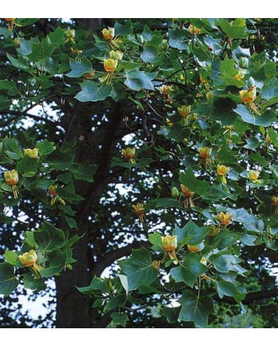 Тюльпанове дерево Фастігіатум | Liriodendron tulipifera Fastigiatum | Тюльпанное дерево Фастигиатум