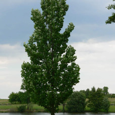 Тюльпанове дерево Фастігіатум | Liriodendron tulipifera Fastigiatum | Тюльпанное дерево Фастигиатум