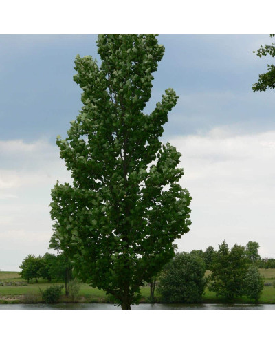 Тюльпанове дерево Фастігіатум | Liriodendron tulipifera Fastigiatum | Тюльпанное дерево Фастигиатум