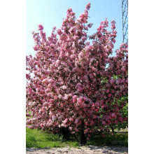 Яблуня райська декоративна | Яблоня райская декоративная | Malus Paradise Apple
