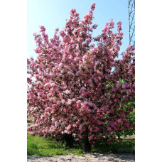 Яблуня райська декоративна | Яблоня райская декоративная | Malus Paradise Apple