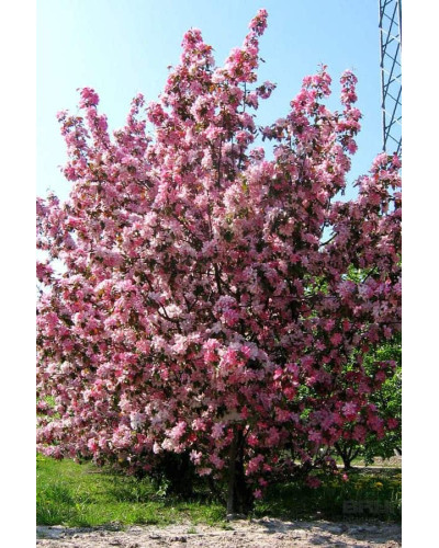 Яблуня райська декоративна | Яблоня райская декоративная | Malus Paradise Apple