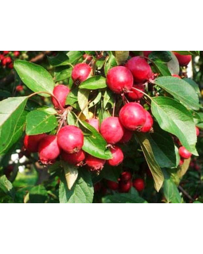 Яблуня райська декоративна | Яблоня райская декоративная | Malus Paradise Apple