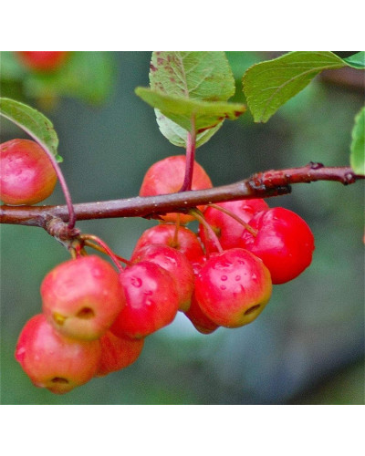 Яблуня райська декоративна | Яблоня райская декоративная | Malus Paradise Apple