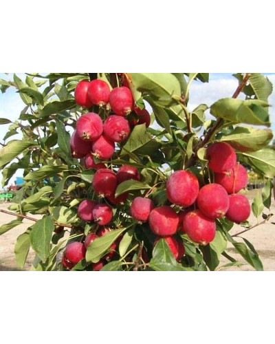 Яблуня райська декоративна | Яблоня райская декоративная | Malus Paradise Apple
