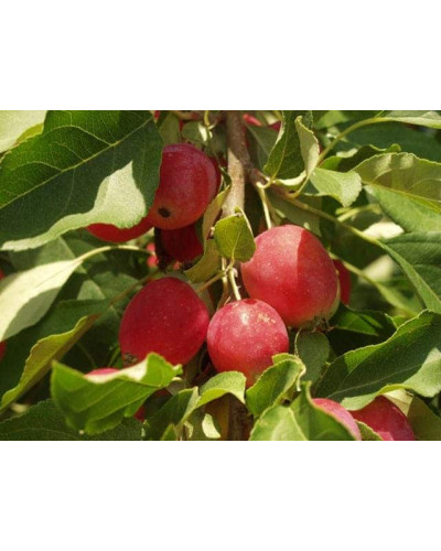 Яблуня райська декоративна | Яблоня райская декоративная | Malus Paradise Apple