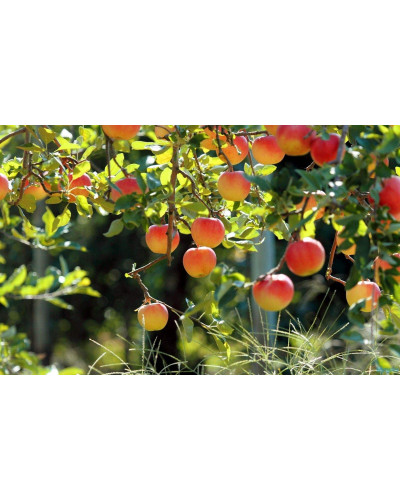 Яблуня райська декоративна | Яблоня райская декоративная | Malus Paradise Apple