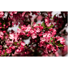 Яблуня райська декоративна | Яблоня райская декоративная | Malus Paradise Apple