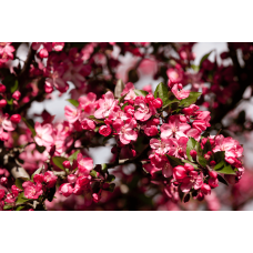 Яблуня райська декоративна | Яблоня райская декоративная | Malus Paradise Apple
