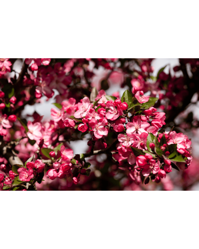 Яблуня райська декоративна | Яблоня райская декоративная | Malus Paradise Apple