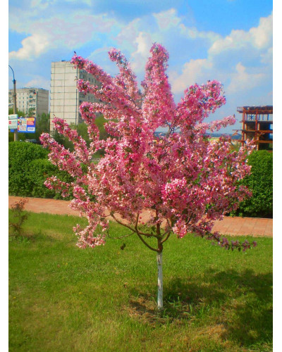 Яблуня райська декоративна | Яблоня райская декоративная | Malus Paradise Apple