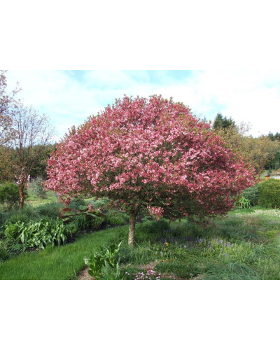 Яблуня райська декоративна | Яблоня райская декоративная | Malus Paradise Apple