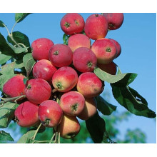 Яблуня райська декоративна | Яблоня райская декоративная | Malus Paradise Apple