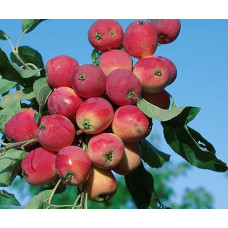 Яблуня райська декоративна | Яблоня райская декоративная | Malus Paradise Apple