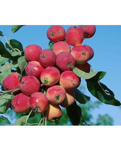 Яблуня райська декоративна | Яблоня райская декоративная | Malus Paradise Apple