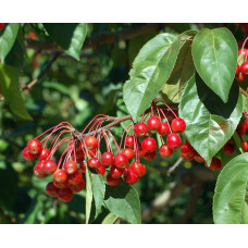 Яблуня райська декоративна | Яблоня райская декоративная | Malus Paradise Apple
