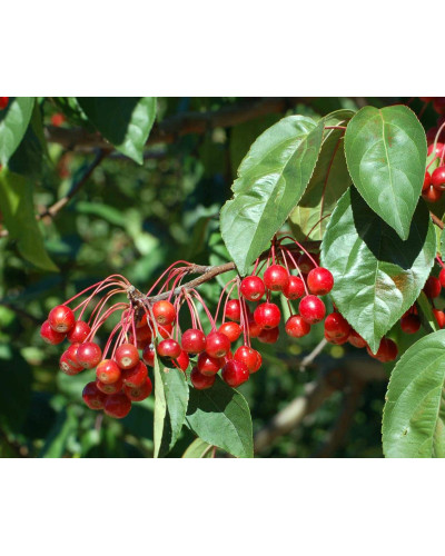 Яблуня райська декоративна | Яблоня райская декоративная | Malus Paradise Apple
