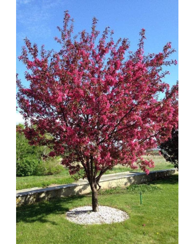 Яблуня декоративна Проф’южен | Malus domestica Profusion | Яблоня декоративная Профьюжен