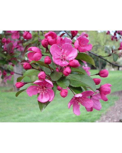 Яблуня декоративна Проф’южен | Malus domestica Profusion | Яблоня декоративная Профьюжен