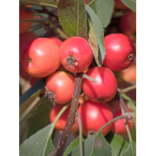 Яблуня декоративна Проф’южен | Malus domestica Profusion | Яблоня декоративная Профьюжен