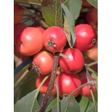 Яблуня декоративна Проф’южен | Malus domestica Profusion | Яблоня декоративная Профьюжен