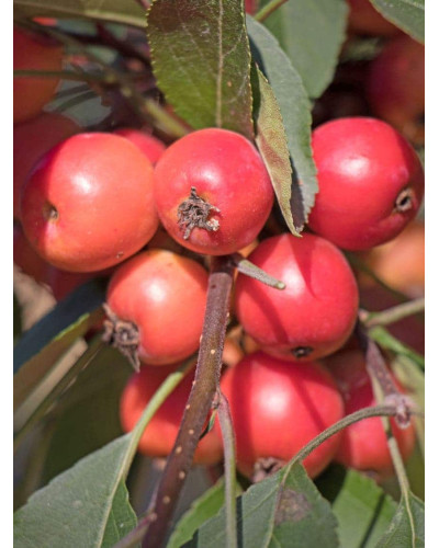 Яблуня декоративна Проф’южен | Malus domestica Profusion | Яблоня декоративная Профьюжен