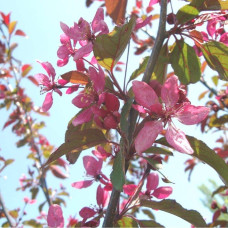 Яблуня декоративна Проф’южен | Malus domestica Profusion | Яблоня декоративная Профьюжен