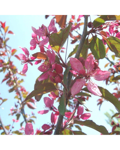 Яблуня декоративна Проф’южен | Malus domestica Profusion | Яблоня декоративная Профьюжен