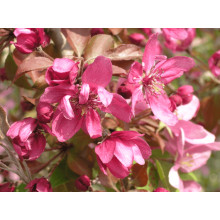 Яблуня декоративна Проф’южен | Malus domestica Profusion | Яблоня декоративная Профьюжен