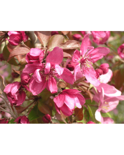 Яблуня декоративна Проф’южен | Malus domestica Profusion | Яблоня декоративная Профьюжен
