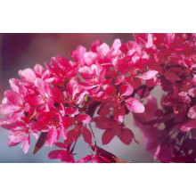 Яблуня декоративна Проф’южен | Malus domestica Profusion | Яблоня декоративная Профьюжен