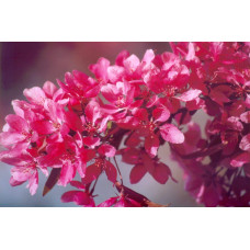 Яблуня декоративна Проф’южен | Malus domestica Profusion | Яблоня декоративная Профьюжен