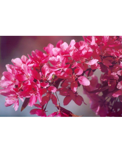 Яблуня декоративна Проф’южен | Malus domestica Profusion | Яблоня декоративная Профьюжен