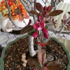 Яблуня декоративна Проф’южен | Malus domestica Profusion | Яблоня декоративная Профьюжен