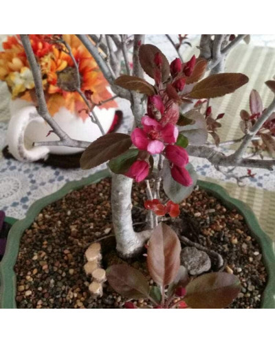 Яблуня декоративна Проф’южен | Malus domestica Profusion | Яблоня декоративная Профьюжен