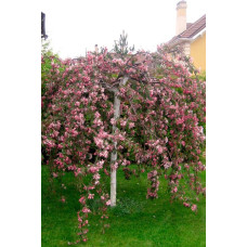 Яблуня декоративна Плакуча | Malus domestica Pendula | Яблоня декоративная Плакучая