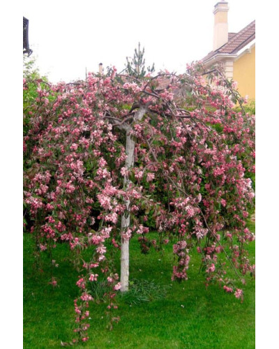 Яблуня декоративна Плакуча | Malus domestica Pendula | Яблоня декоративная Плакучая