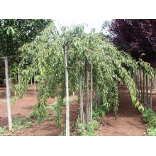 Яблуня декоративна Плакуча | Malus domestica Pendula | Яблоня декоративная Плакучая