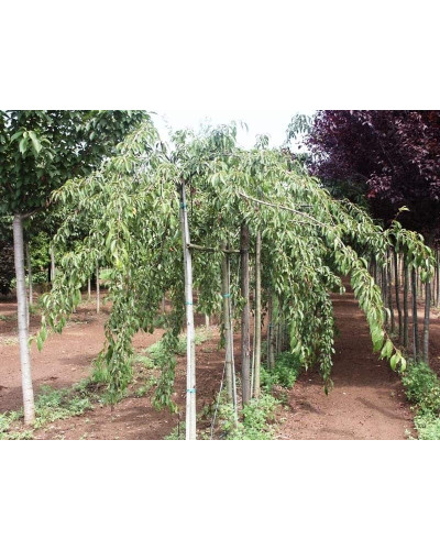 Яблуня декоративна Плакуча | Malus domestica Pendula | Яблоня декоративная Плакучая