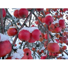 Яблуня декоративна Плакуча | Malus domestica Pendula | Яблоня декоративная Плакучая