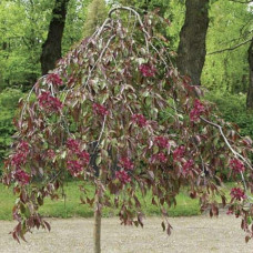 Яблуня декоративна Плакуча | Malus domestica Pendula | Яблоня декоративная Плакучая