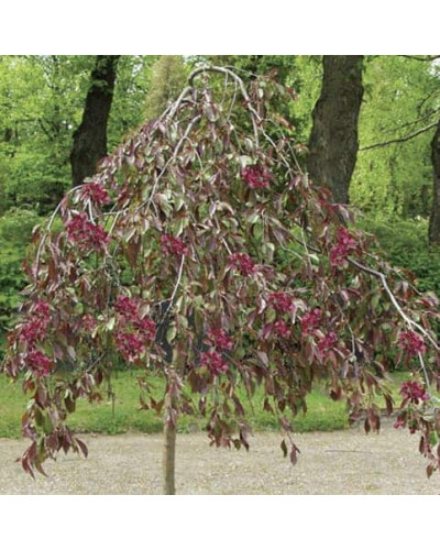 Яблуня декоративна Плакуча | Malus domestica Pendula | Яблоня декоративная Плакучая