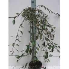 Яблуня декоративна Плакуча | Malus domestica Pendula | Яблоня декоративная Плакучая